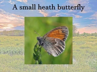 A small heath butterfly
 