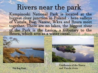 Rivers near the park
Kampinoski National Park is located at the
biggest river junction in Poland - here valleys
of Vistula, Bug, Narew, Wkra and Bzura meet
together. There are no lakes, the biggest river
of the Park is the Łasica, a tributary to the
Bzura, which acts as a water canal.
The Bug River
Confluence of the Narew
and Vistula rivers
 