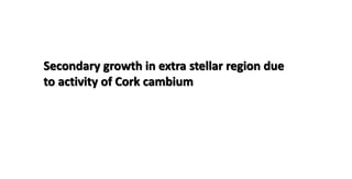 Secondary growth in extra stellar region due
to activity of Cork cambium
 