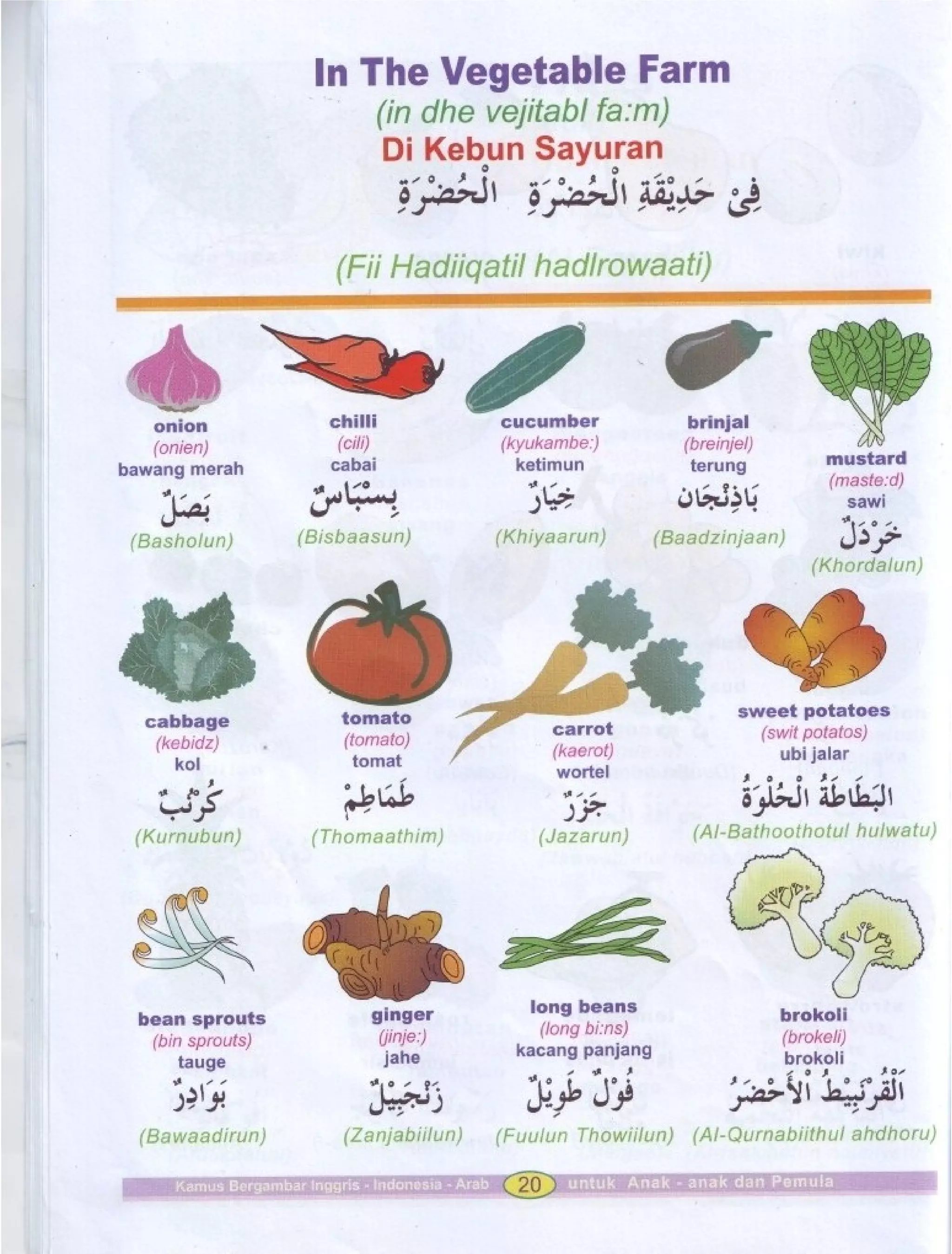 Kamus Bergambar Bahasa Indonesia Bahasa Inggris Bahasa Arab