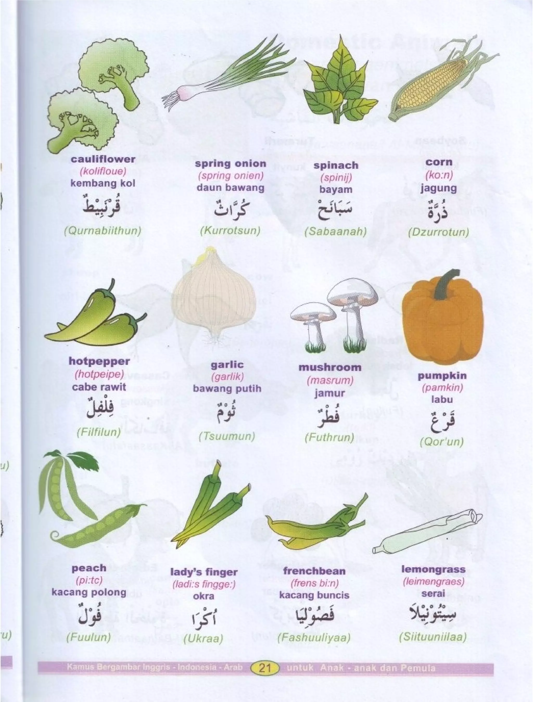 Kamus Bergambar Bahasa Indonesia Bahasa Inggris Bahasa Arab