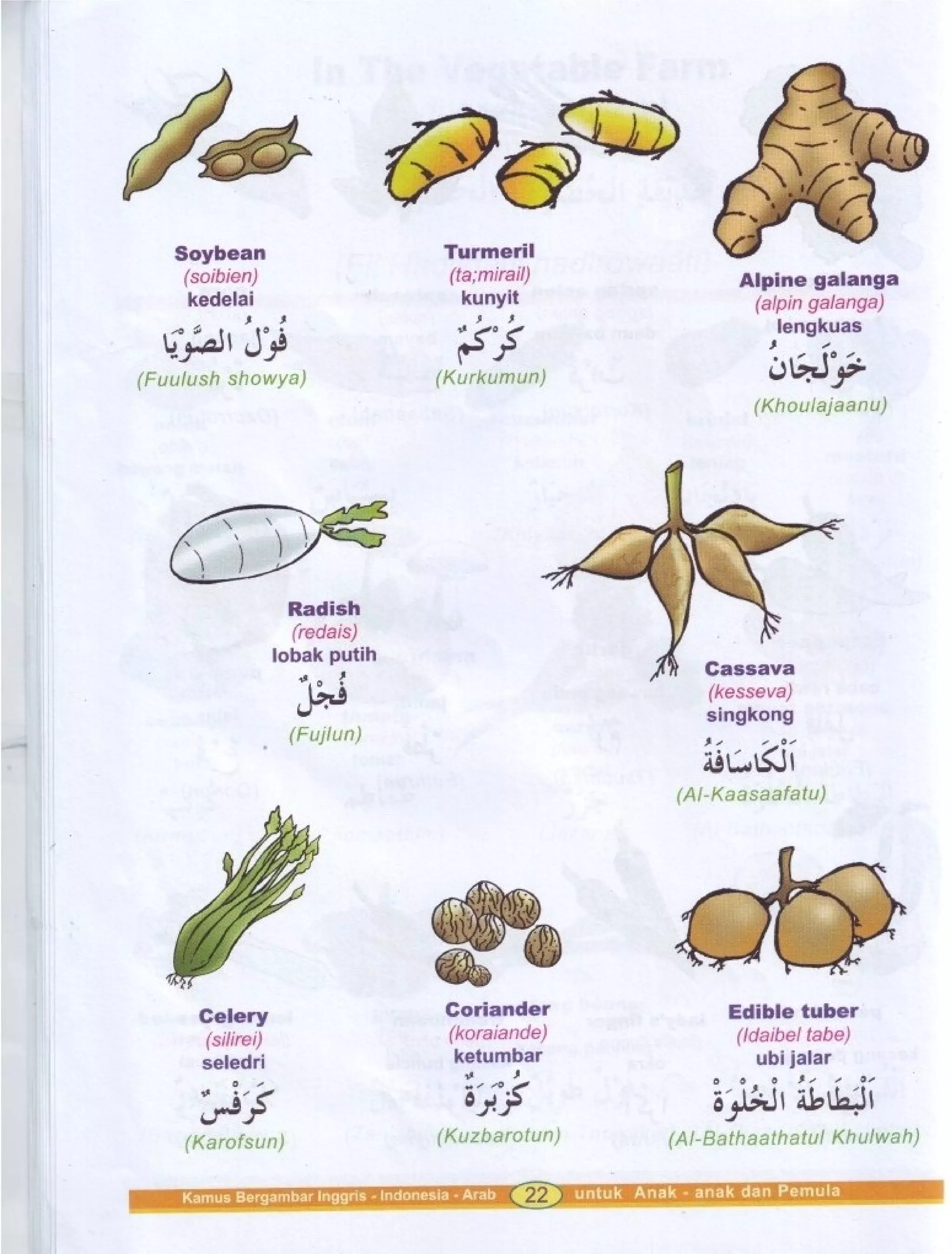 Kamus Bergambar Bahasa Indonesia Bahasa Inggris Bahasa Arab