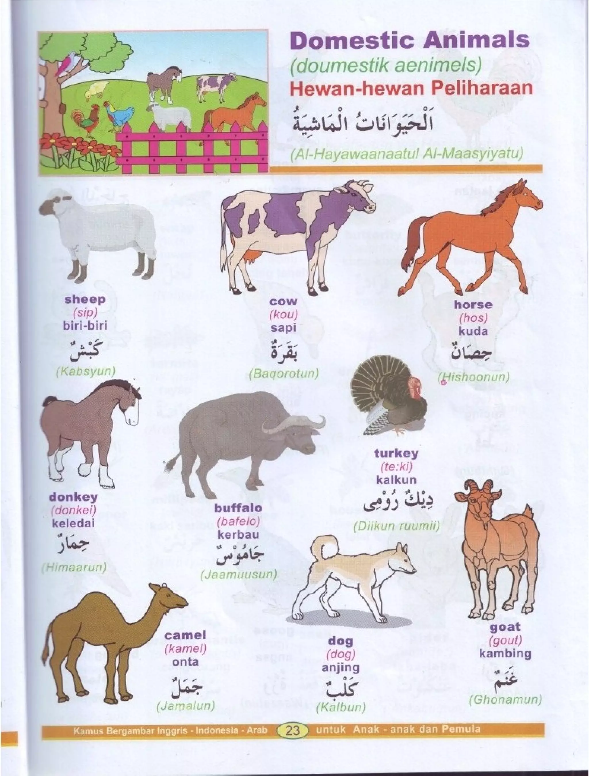 Kamus Bergambar Bahasa Indonesia Bahasa Inggris Bahasa Arab