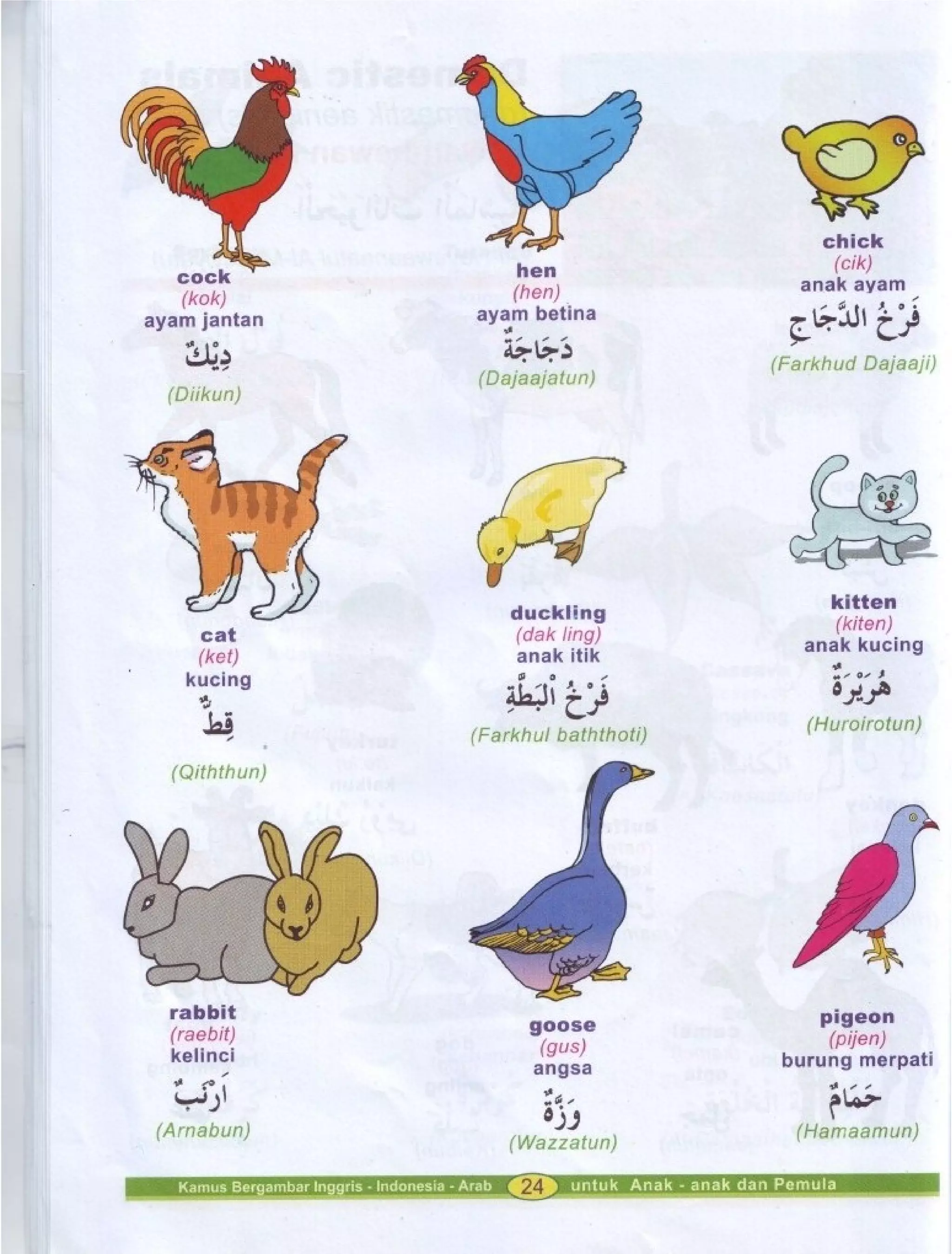 Kamus Bergambar Bahasa Indonesia Bahasa Inggris Bahasa Arab