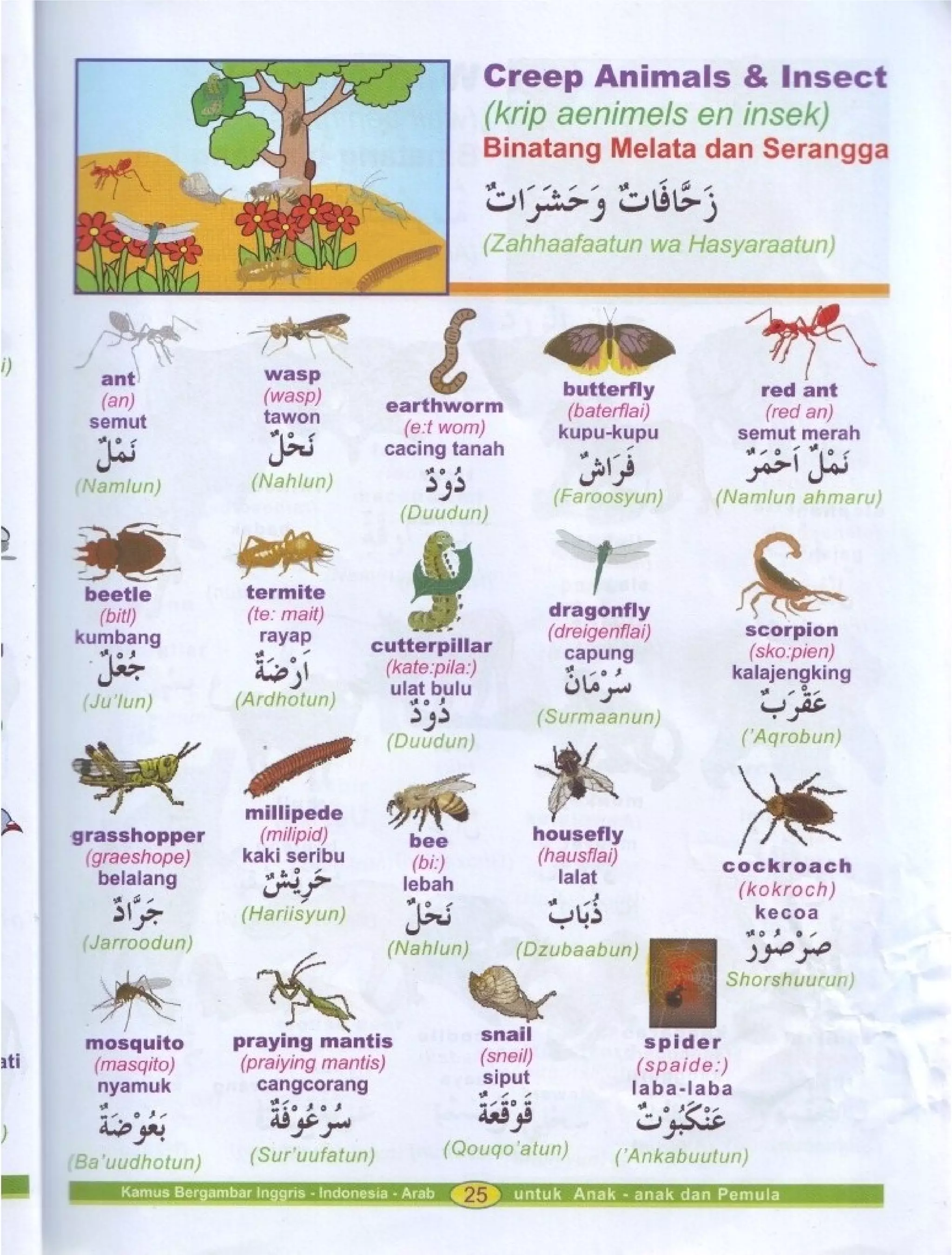 Kamus Bergambar Bahasa Indonesia Bahasa Inggris Bahasa Arab