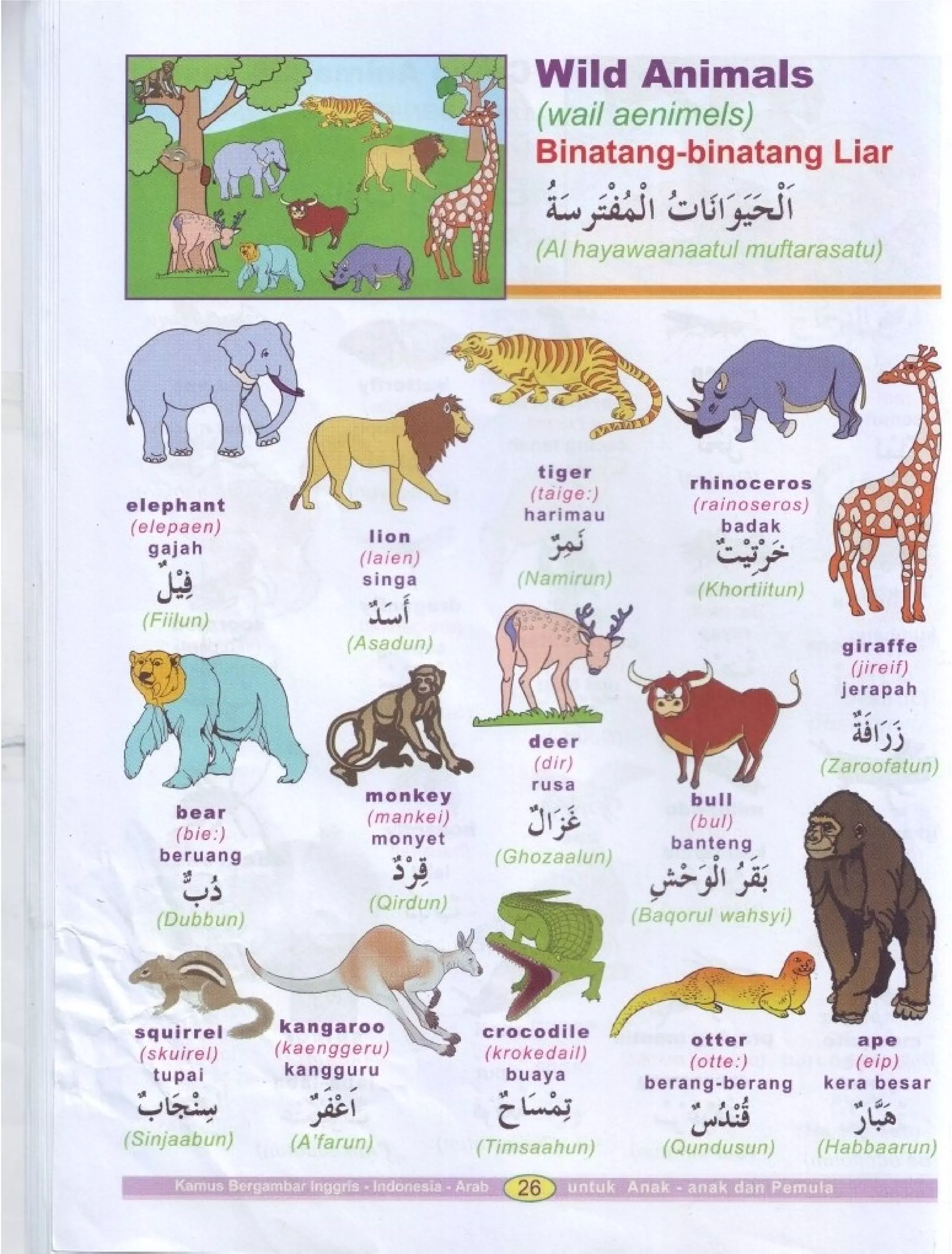 Kamus Bergambar Bahasa Indonesia Bahasa Inggris Bahasa Arab