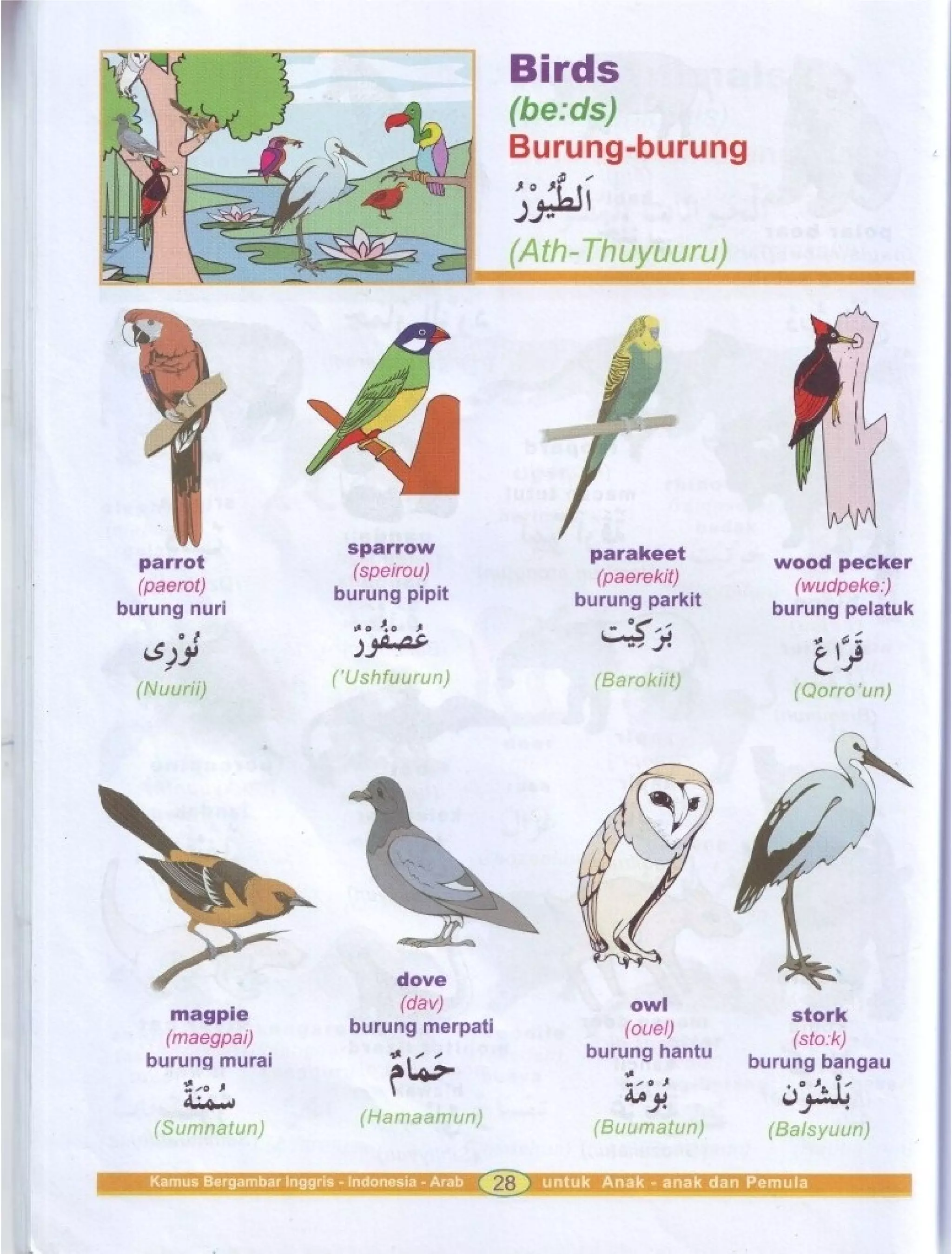 Kamus Bergambar Bahasa Indonesia Bahasa Inggris Bahasa Arab