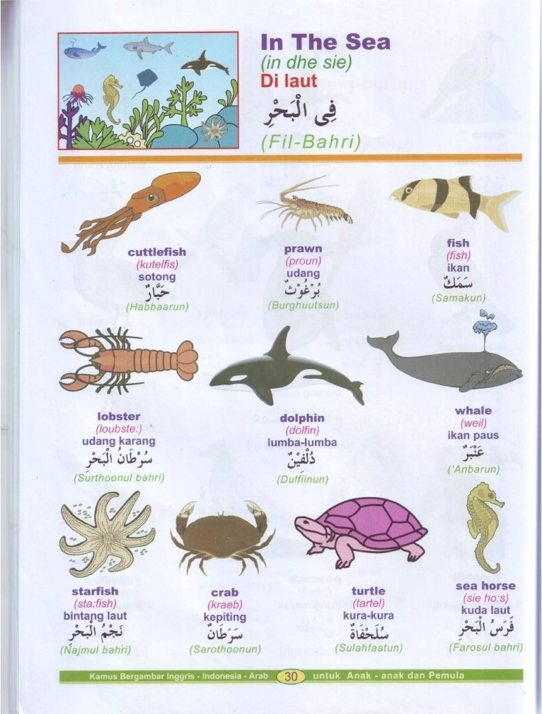 Kamus Bergambar Bahasa Indonesia Bahasa Inggris Bahasa Arab