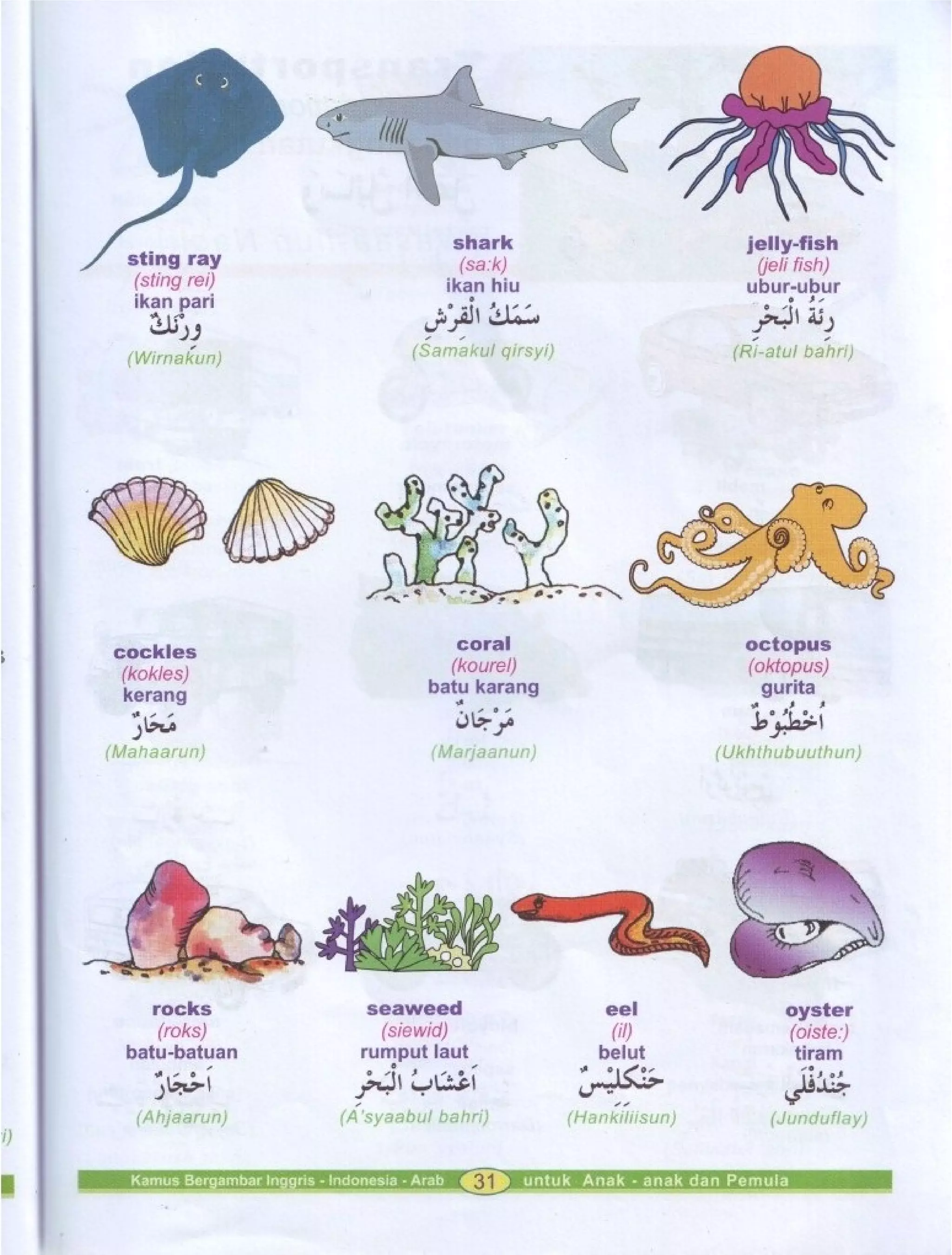 Kamus Bergambar Bahasa Indonesia Bahasa Inggris Bahasa Arab