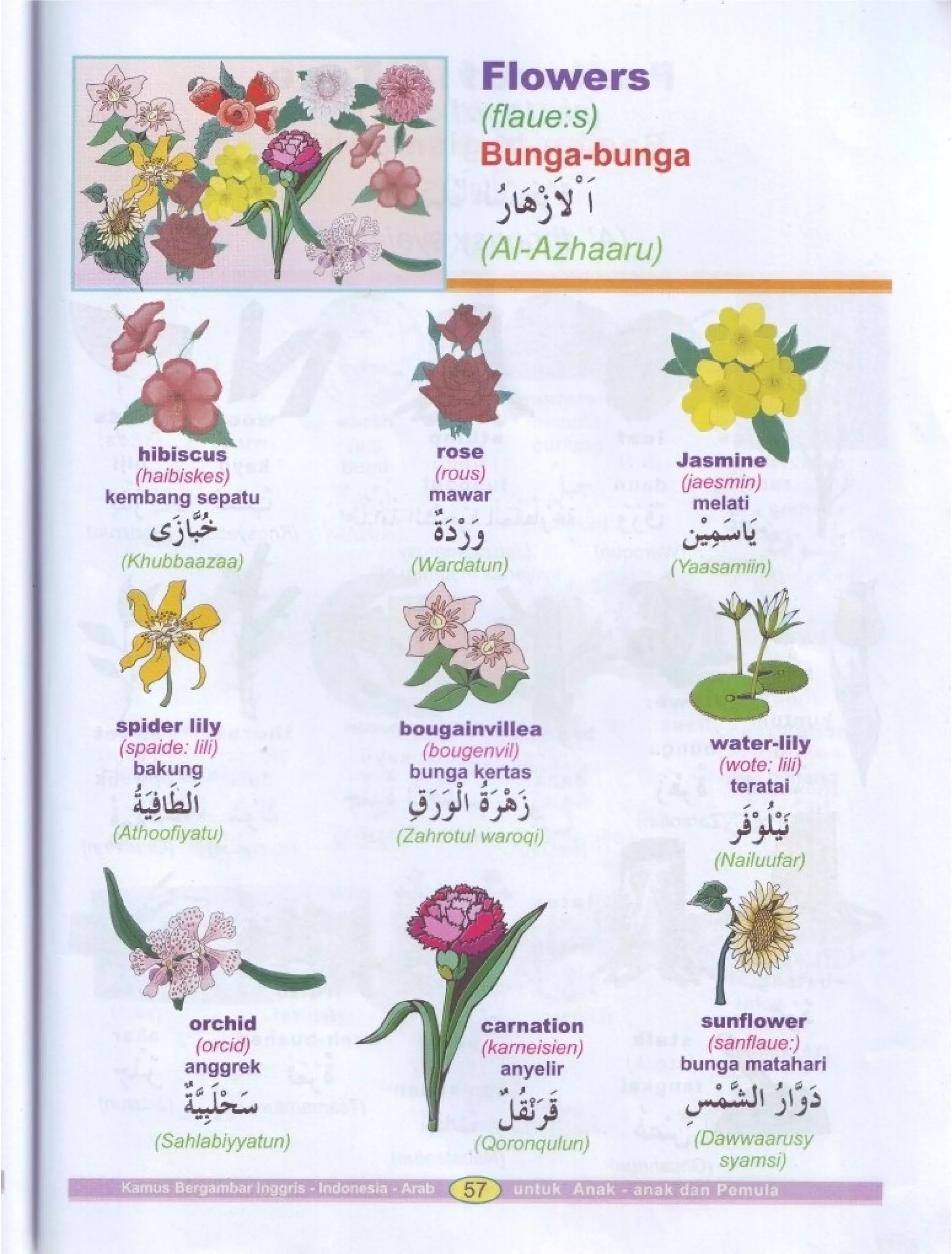 Kamus Bergambar Bahasa Indonesia Bahasa Inggris Bahasa Arab