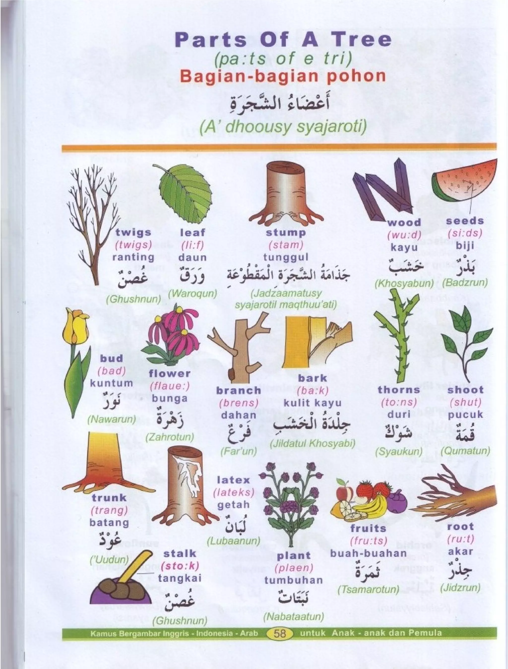 Kamus Bergambar Bahasa Indonesia Bahasa Inggris Bahasa Arab