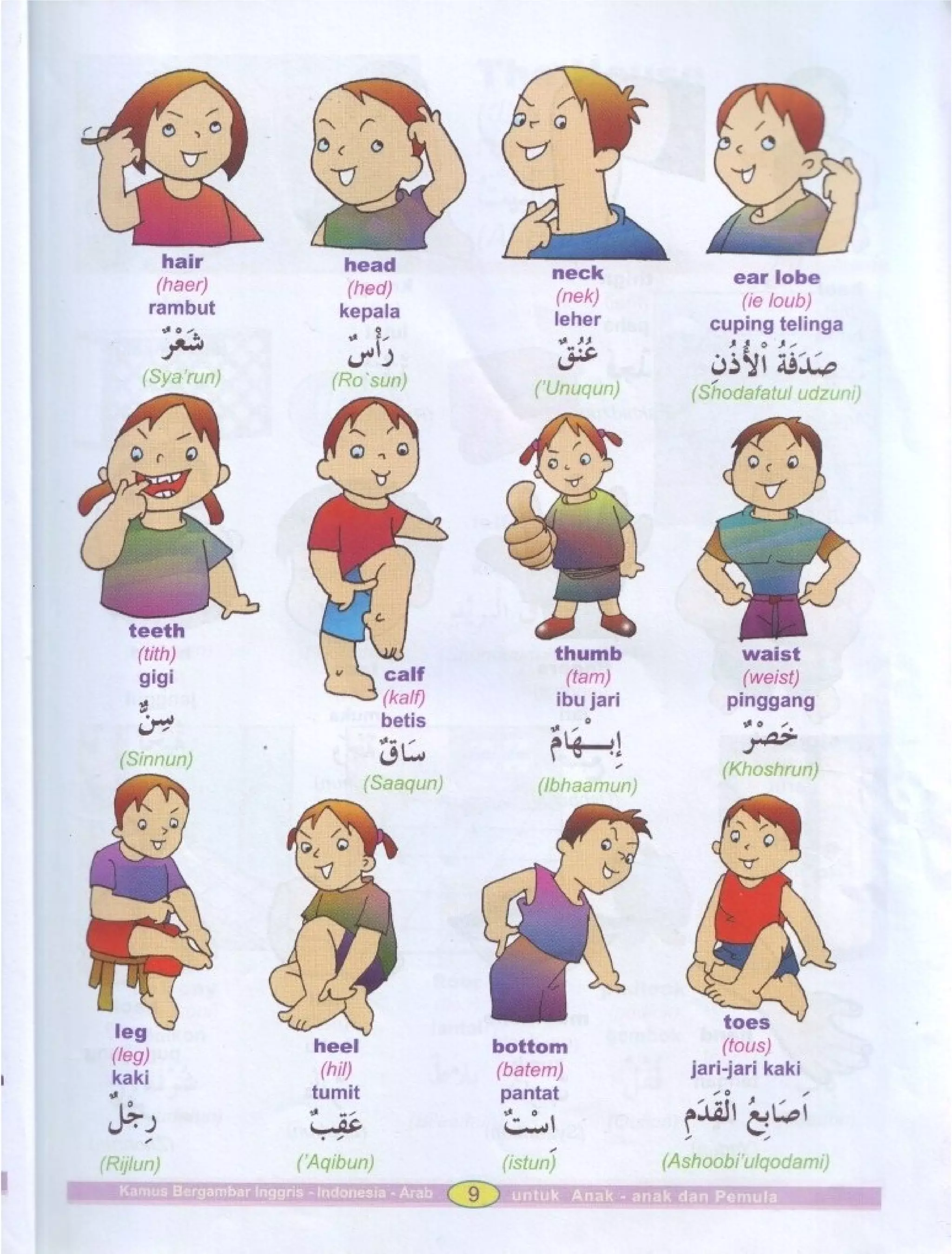 Kamus Bergambar Bahasa Indonesia Bahasa Inggris Bahasa Arab