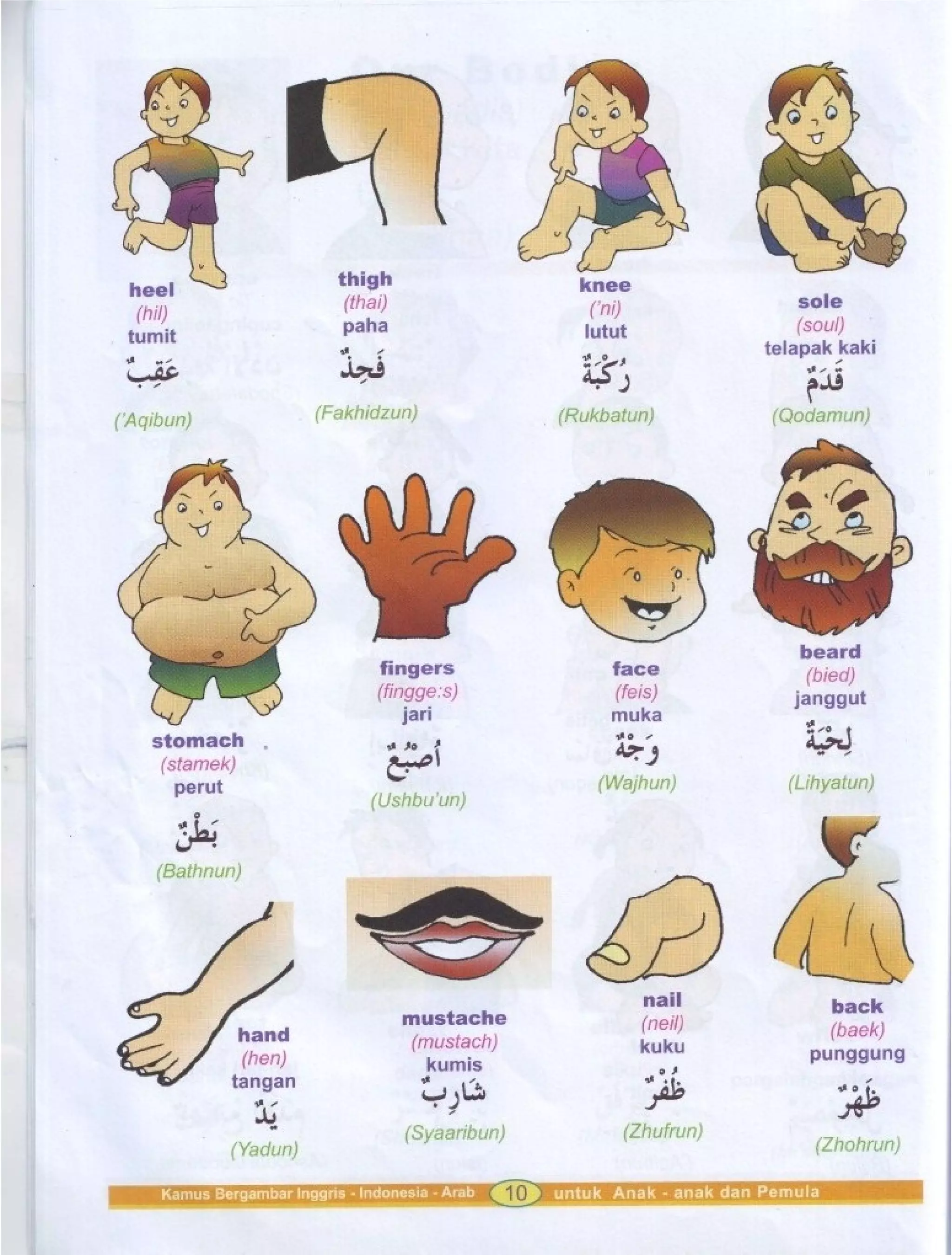 Kamus Bergambar Bahasa Indonesia Bahasa Inggris Bahasa Arab