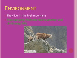 EnvironmentThey live  inthe high mountainsThey can jump  from one rock to another  and climb steep  hills