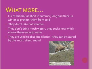 What more...Fur of chamois is short in summer, long and thick  in winter to protect  them from cold They don´t like hot weatherThey don´t drink much water , they suck snow which ensure them enough waterThey are used to absolute silence – they can by scared by the  most  silent sound