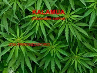 KALAMUA
(Cannabis sativa)

JON ERRONDOSORO

 