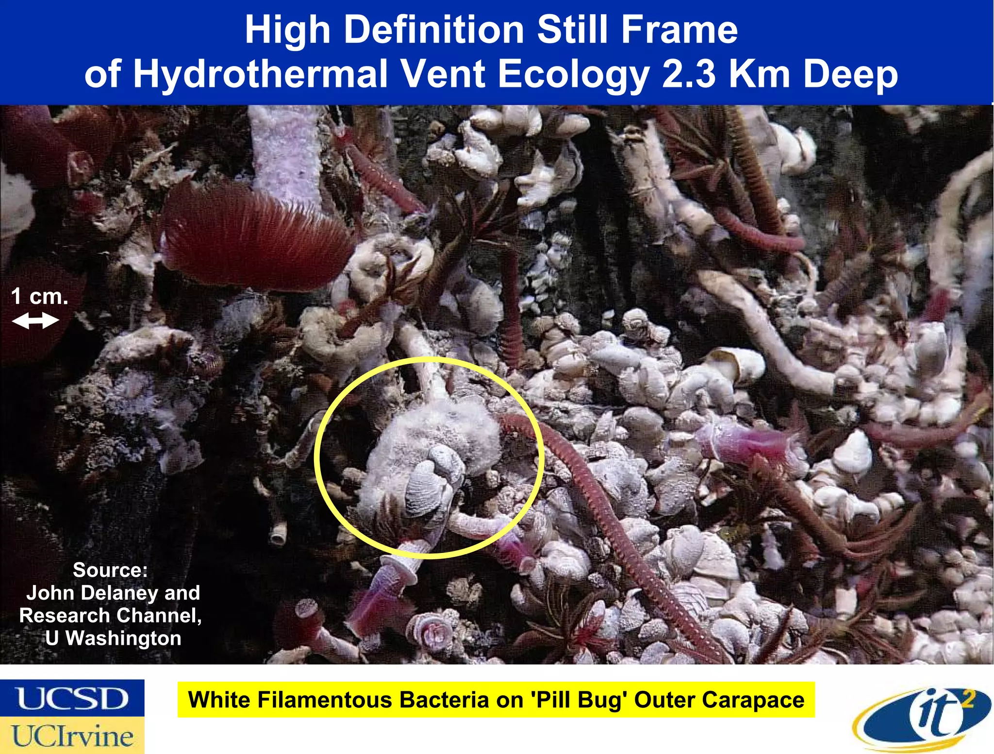 High Definition Still Frame  of Hydrothermal Vent Ecology 2.3 Km Deep  White Filamentous Bacteria on 'Pill Bug' Outer Carapace Source:  John Delaney and Research Channel,  U Washington 1 cm. 