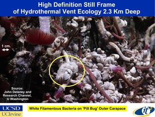 High Definition Still Frame  of Hydrothermal Vent Ecology 2.3 Km Deep  White Filamentous Bacteria on 'Pill Bug' Outer Carapace Source:  John Delaney and Research Channel,  U Washington 1 cm. 