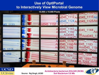 Use of OptIPortal  to Interactively View Microbial Genome Source:  Raj Singh, UCSD Acidobacteria bacterium Ellin345 (NCBI) Soil Bacterium 5.6 Mb 15,000 x 15,000 Pixels 
