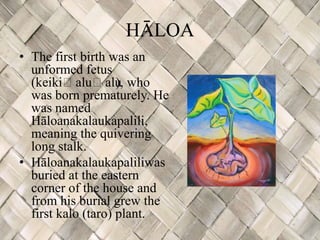 HĀLOA
• The first birth was an
  unformed fetus
  (keikiʻaluʻalu, who
                    )
  was born prematurely. He
  was named
  Hāloanakalaukapalili,
  meaning the quivering
  long stalk.
• Hāloanakalaukapaliliwas
  buried at the eastern
  corner of the house and
  from his burial grew the
  first kalo (taro) plant.
 