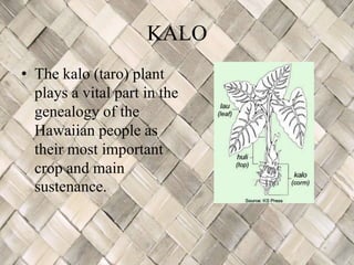 KALO
• The kalo (taro) plant
  plays a vital part in the
  genealogy of the
  Hawaiian people as
  their most important
  crop and main
  sustenance.
 
