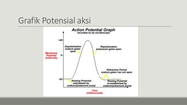 Kanal ion-sebagai-target-aksi-obat