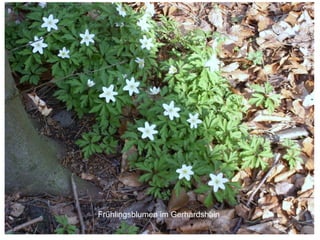 Frühlingsblumen im Gerhardshain 