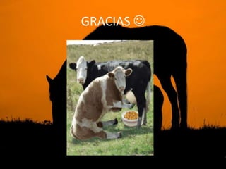 GRACIAS 
 
