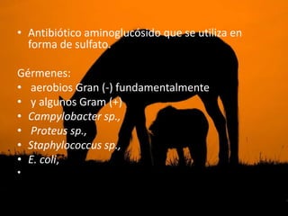 • Antibiótico aminoglucósido que se utiliza en
  forma de sulfato.

Gérmenes:
• aerobios Gran (-) fundamentalmente
• y algunos Gram (+)
• Campylobacter sp.,
• Proteus sp.,
• Staphylococcus sp.,
• E. coli,
•
 