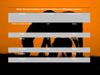 Datos farmacocinéticos de la kanamicina en diferentes especies
        Especie              Dosis (mg/Kg)           Número de dosis




Pollos de 18 días de edad         10                     Única




         Pollos                   10                     Única

         Perros                   10                     Única




        Caprinos                  10                     Única

        Caballos                  10                     Única

        Conejos                   10                     Única

         Ovinos                   10                     Única
 