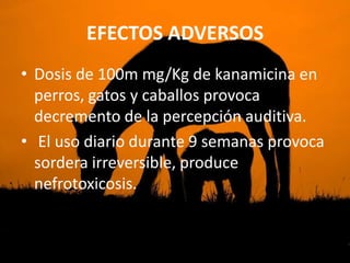 EFECTOS ADVERSOS
• Dosis de 100m mg/Kg de kanamicina en
  perros, gatos y caballos provoca
  decremento de la percepción auditiva.
• El uso diario durante 9 semanas provoca
  sordera irreversible, produce
  nefrotoxicosis.
 