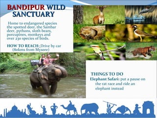 BANDIPURBANDIPUR WILDWILD
SANCTUARYSANCTUARY  
 Home to endangered species 
the spotted deer, the Sambar 
deer, pythons, sloth bears,
porcupines, monkeys and
over 230 species of birds.
HOW TO REACH: Drive by car 
(80kms from Mysore)
THINGS TO DO
Elephant Safari: put a pause on 
the rat race and ride an 
elephant instead
 