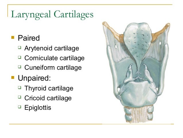anatomy of larynx by kanato t assumi