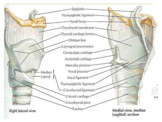 Anatomy of Larynx by Kanato.T. Assumi