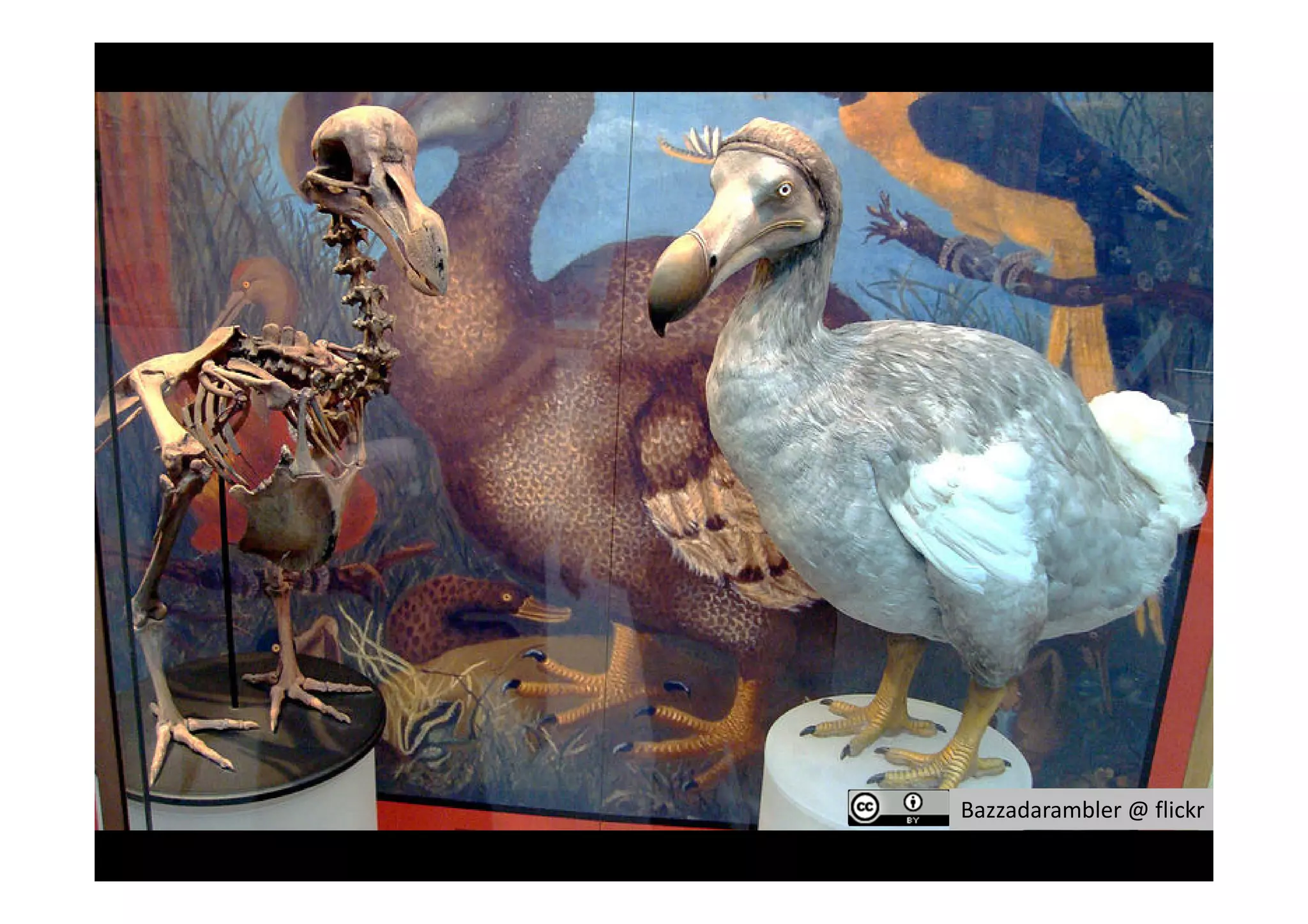 Bazzadarambler @ flickr
 