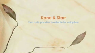 Two cute poodles available for adoption
Kane & Starr
 