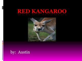 RED KANGAROO

by: Austin

 