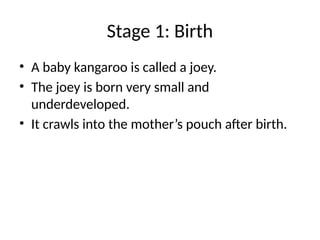 The Complete Life Cycle of a Kangaroo: From Joey to Adult | PPTX