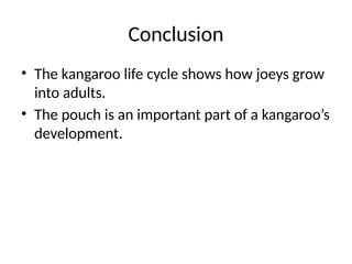 The Complete Life Cycle of a Kangaroo: From Joey to Adult | PPTX