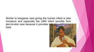 Similar to kangaroo care giving the human infant is also
immature and especially the LBW infant benefits from
skin-to-skin...