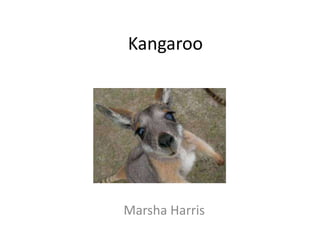 Kangaroo

Marsha Harris

 