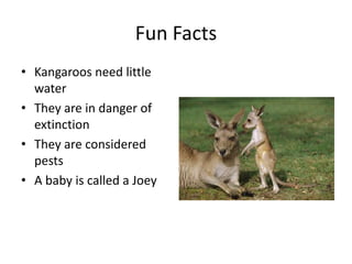 Kangaroo presentation | PPT