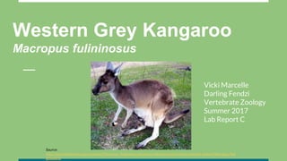 Western Grey Kangaroo
Macropus fulininosus
Vicki Marcelle
Darling Fendzi
Vertebrate Zoology
Summer 2017
Lab Report C
Source:
http://animaldiversity.org/accounts/Macropus_fuliginosus/pictures/collections/contributors/lynda_staker/Macropus_fuli
ginosus1/
 
