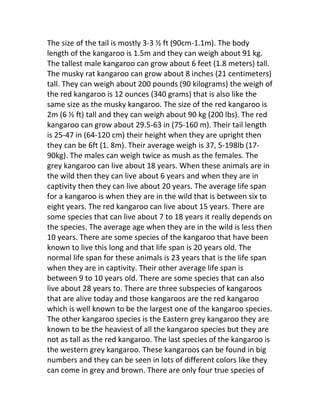 The size of the tail is mostly 3-3 ½ ft (90cm-1.1m). The body
length of the kangaroo is 1.5m and they can weigh about 91 kg.
The tallest male kangaroo can grow about 6 feet (1.8 meters) tall.
The musky rat kangaroo can grow about 8 inches (21 centimeters)
tall. They can weigh about 200 pounds (90 kilograms) the weigh of
the red kangaroo is 12 ounces (340 grams) that is also like the
same size as the musky kangaroo. The size of the red kangaroo is
2m (6 ½ ft) tall and they can weigh about 90 kg (200 lbs). The red
kangaroo can grow about 29.5-63 in (75-160 m). Their tail length
is 25-47 in (64-120 cm) their height when they are upright then
they can be 6ft (1. 8m). Their average weigh is 37, 5-198lb (17-
90kg). The males can weigh twice as mush as the females. The
grey kangaroo can live about 18 years. When these animals are in
the wild then they can live about 6 years and when they are in
captivity then they can live about 20 years. The average life span
for a kangaroo is when they are in the wild that is between six to
eight years. The red kangaroo can live about 15 years. There are
some species that can live about 7 to 18 years it really depends on
the species. The average age when they are in the wild is less then
10 years. There are some species of the kangaroo that have been
known to live this long and that life span is 20 years old. The
normal life span for these animals is 23 years that is the life span
when they are in captivity. Their other average life span is
between 9 to 10 years old. There are some species that can also
live about 28 years to. There are three subspecies of kangaroos
that are alive today and those kangaroos are the red kangaroo
which is well known to be the largest one of the kangaroo species.
The other kangaroo species is the Eastern grey kangaroo they are
known to be the heaviest of all the kangaroo species but they are
not as tall as the red kangaroo. The last species of the kangaroo is
the western grey kangaroo. These kangaroos can be found in big
numbers and they can be seen in lots of different colors like they
can come in grey and brown. There are only four true species of
 