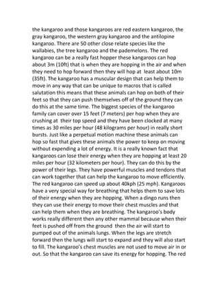 the kangaroo and those kangaroos are red eastern kangaroo, the
gray kangaroo, the western gray kangaroo and the antilopine
kangaroo. There are 50 other close relate species like the
wallabies, the tree kangaroo and the pademelons. The red
kangaroo can be a really fast hopper these kangaroos can hop
about 3m (10ft) that is when they are hopping in the air and when
they need to hop forward then they will hop at least about 10m
(35ft). The kangaroo has a muscular design that can help them to
move in any way that can be unique to macros that is called
salutation this means that these animals can hop on both of their
feet so that they can push themselves off of the ground they can
do this at the same time. The biggest species of the kangaroo
family can cover over 15 feet (7 meters) per hop when they are
crushing at their top speed and they have been clocked at many
times as 30 miles per hour (48 kilograms per hour) in really short
bursts. Just like a perpetual motion machine these animals can
hop so fast that gives these animals the power to keep on moving
without expending a lot of energy. It is a really known fact that
kangaroos can lose their energy when they are hopping at least 20
miles per hour (32 kilometers per hour). They can do this by the
power of their legs. They have powerful muscles and tendons that
can work together that can help the kangaroo to move efficiently.
The red kangaroo can speed up about 40kph (25 mph). Kangaroos
have a very special way for breathing that helps them to save lots
of their energy when they are hopping. When a dingo runs then
they can use their energy to move their chest muscles and that
can help them when they are breathing. The kangaroo’s body
works really different then any other mammal because when their
feet is pushed off from the ground then the air will start to
pumped out of the animals lungs. When the legs are stretch
forward then the lungs will start to expand and they will also start
to fill. The kangaroo’s chest muscles are not used to move air in or
out. So that the kangaroo can save its energy for hopping. The red
 