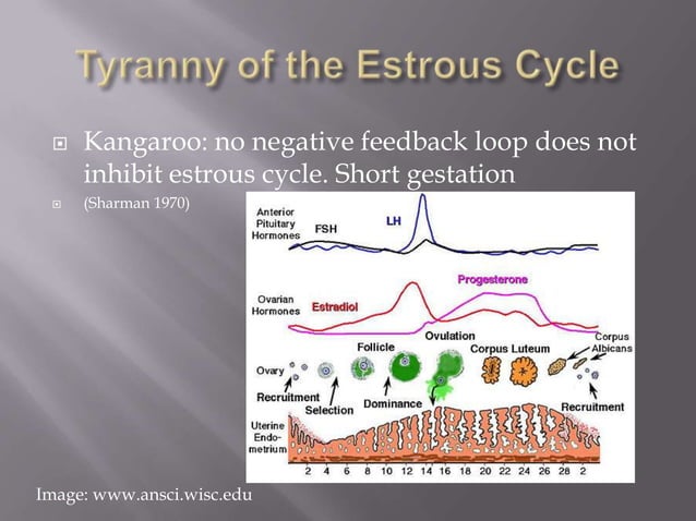 Kangaroo Reproduction