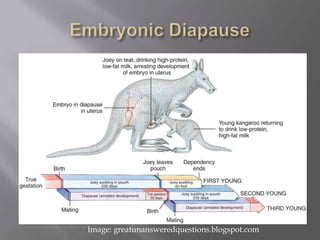 Kangaroo Reproduction | PPT