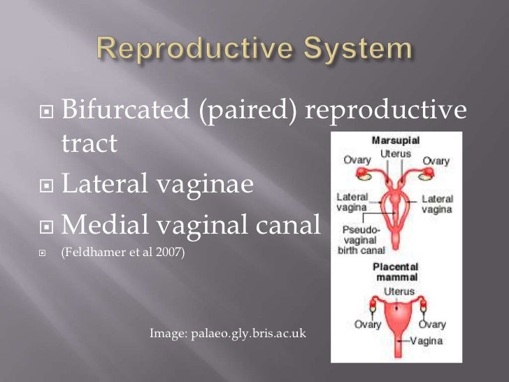 Kangaroo Reproduction
