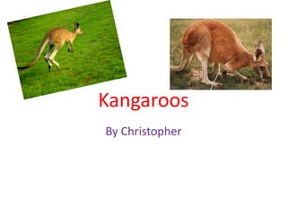 Kangaroos By Christopher 