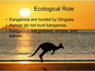 Kangaroos, Ryan Scherer | PPT